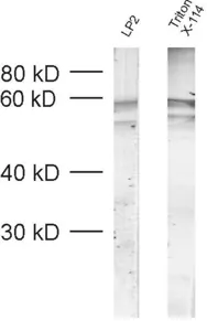 VGAT Polyclonal rabbit antiserum - image 1